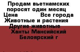 Продам вьетнамских поросят,один месяц › Цена ­ 3 000 - Все города Животные и растения » Другие животные   . Ханты-Мансийский,Белоярский г.